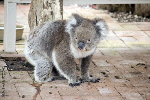 Fototapeta Naklejka Na Ścianę i Meble -  koala