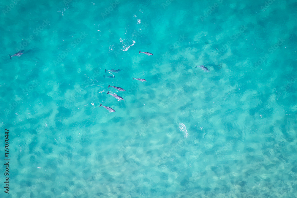 Fototapeta premium group of Dolphins