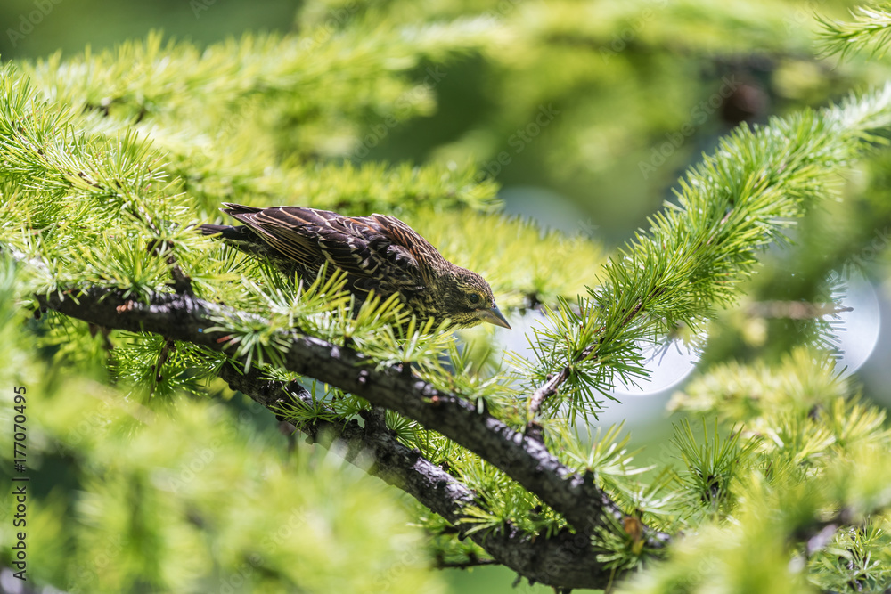 Red-Winged Blackbird on Pine Branch Red-Winged Blackbird on Pine Branch