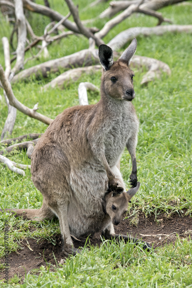 kangaroo-Island kangaroo and joey kangaroo-Island kangaroo and joey