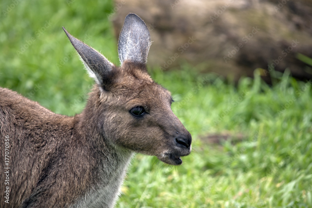 kangaroo-Island kangaroo