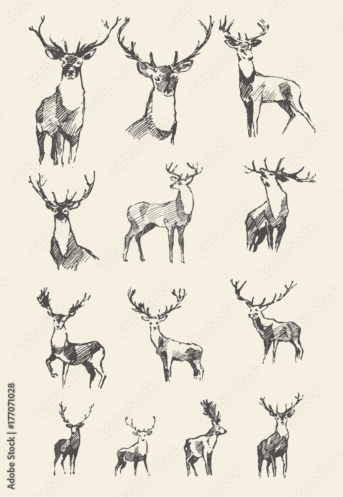 Fototapeta premium Set drawn noble deers vector illustration, sketch