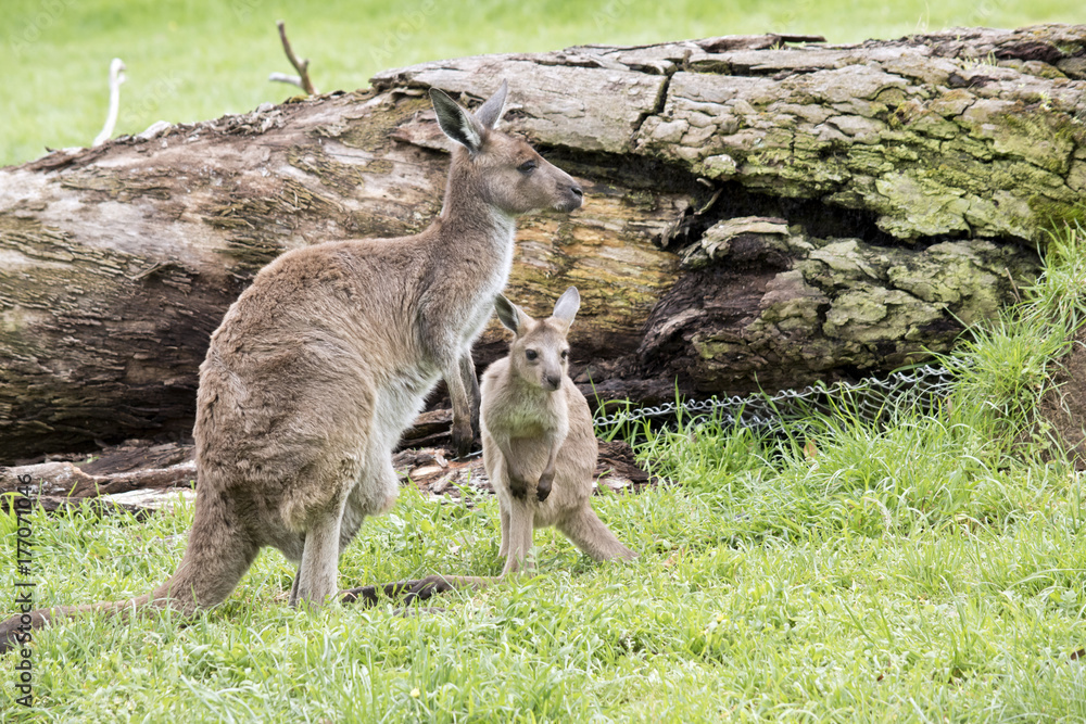 Fototapeta premium eastern grey kangaroo and joey
