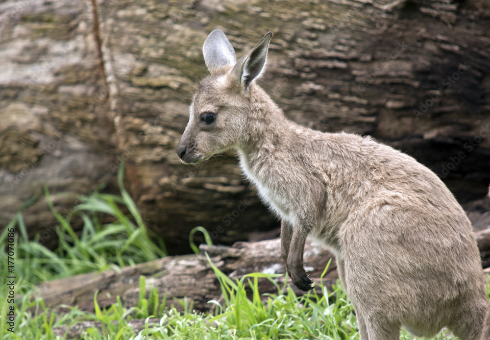 joey eastern grey kangaroo joey eastern grey kangaroo