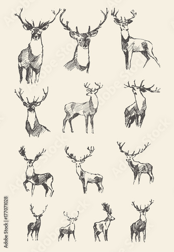 Set drawn noble deers vector illustration, sketch © Alexandr Bakanov