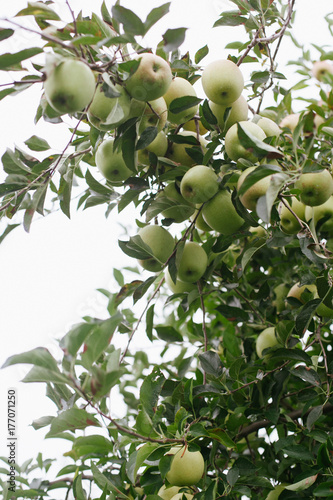 Ripe golden delicious apples on a tree ready to be picked