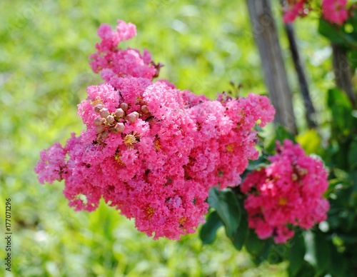 Pink Flowers