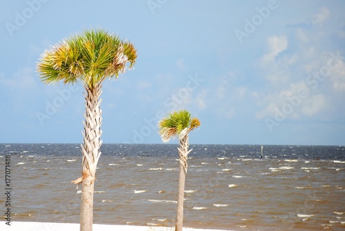 Palm Trees