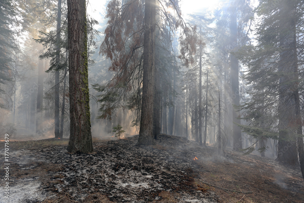 Fototapeta premium California Wildfires