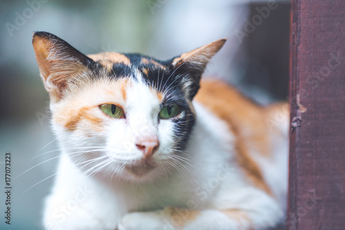 Cat sitting on a wooden balcony.