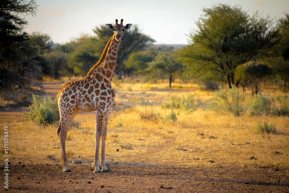 Obraz premium Giraffe Sunset