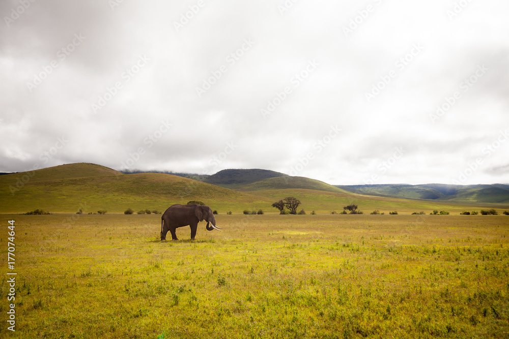 Obraz premium Lone Elephant