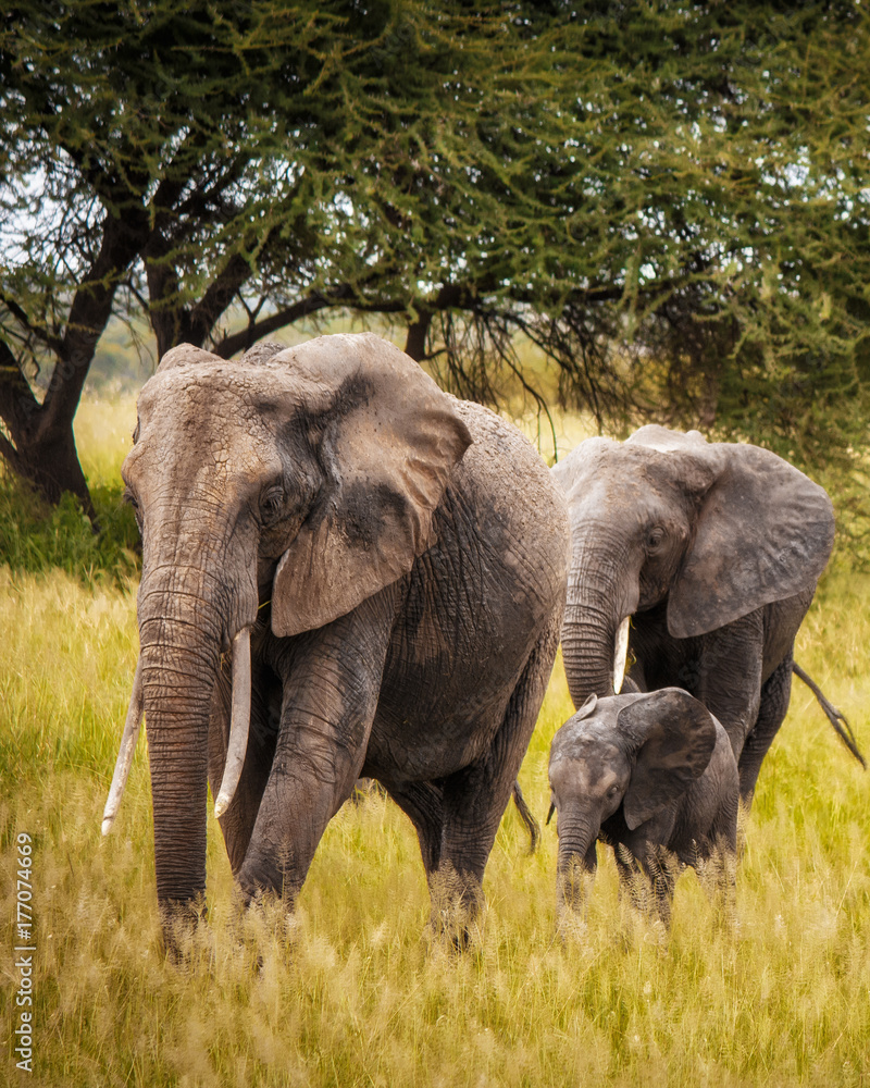 Fototapeta premium Elephant Family
