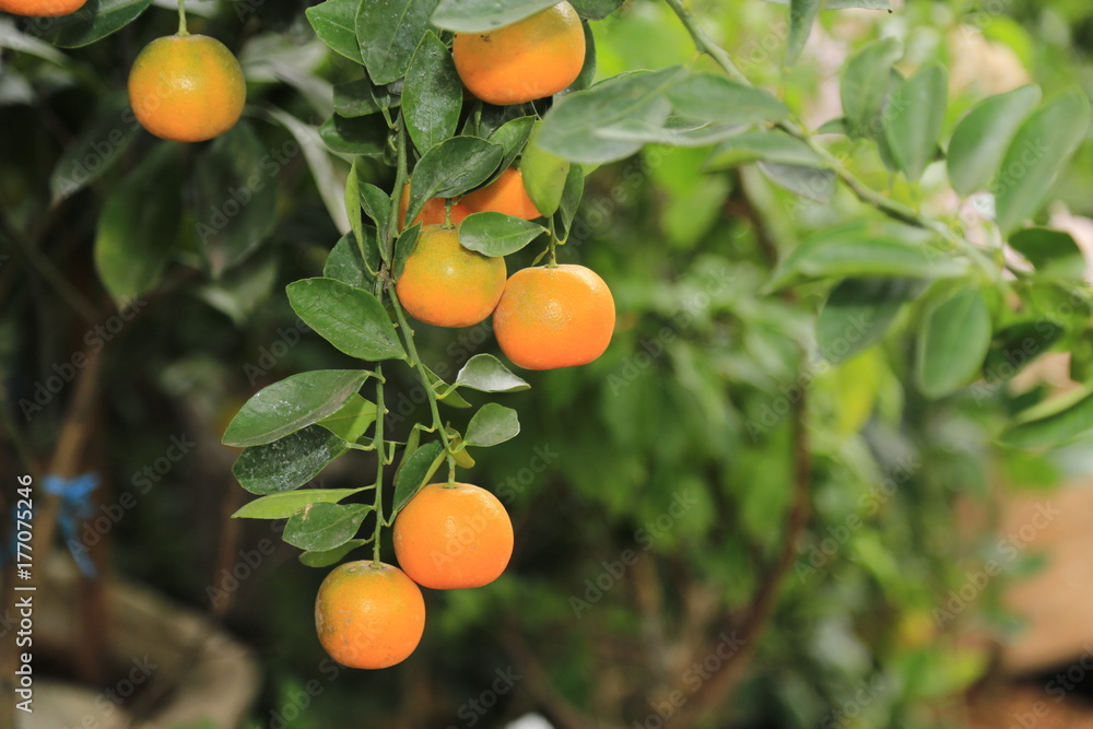 fresh orange fruit tree