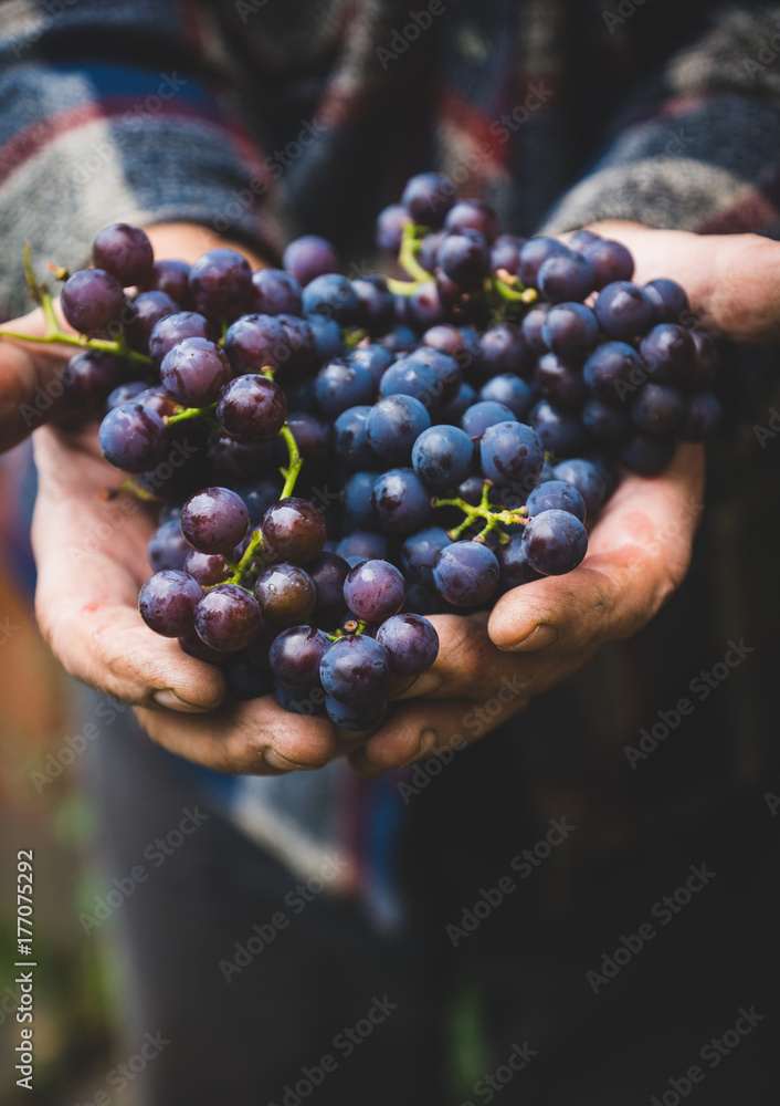 Farmers hands with freshly harvested grape. Shallow depth of field.