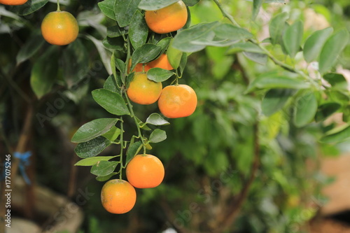 fresh orange fruit tree