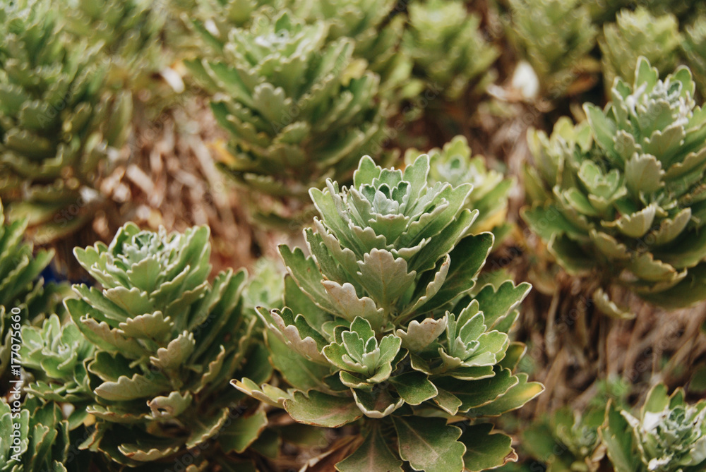 Beautiful nature background close up Beautiful nature background close up
