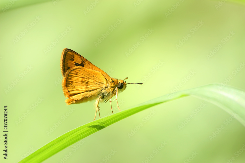 Little butterfly in the morning. Little butterfly in the morning.
