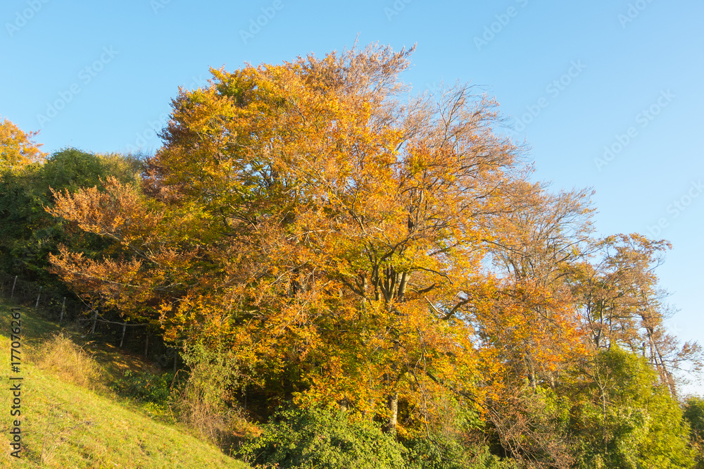 Landscape of woods during the autumn season with warn colors