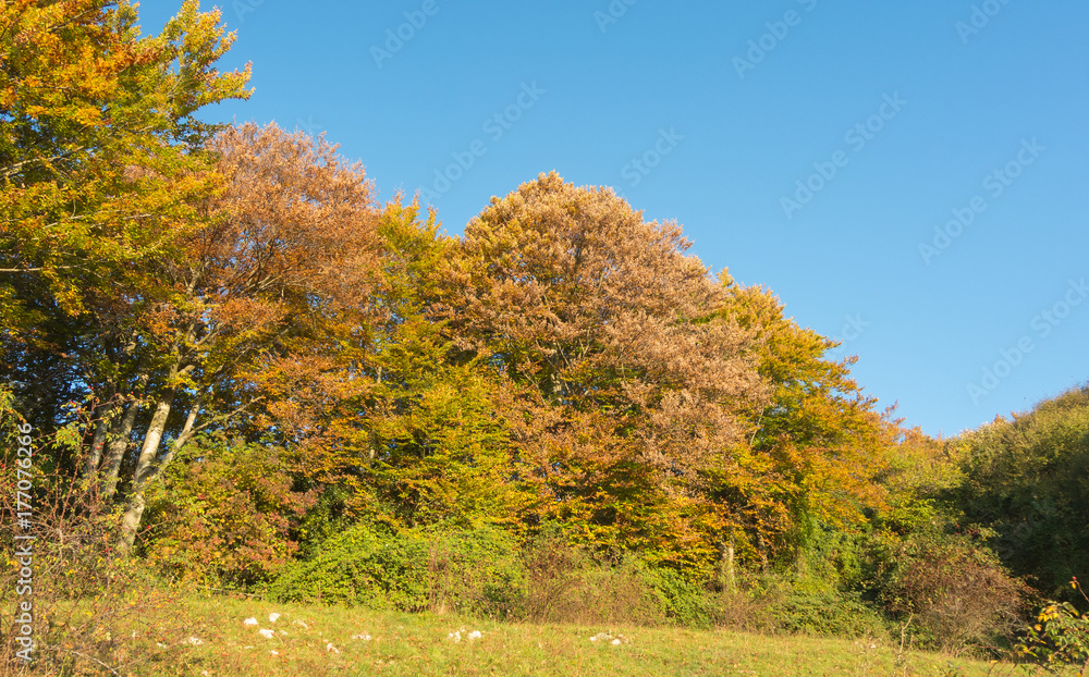Landscape of woods during the autumn season with warn colors
