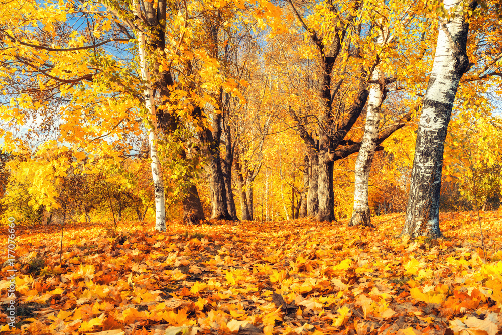 Pathway in the sunny autumn park