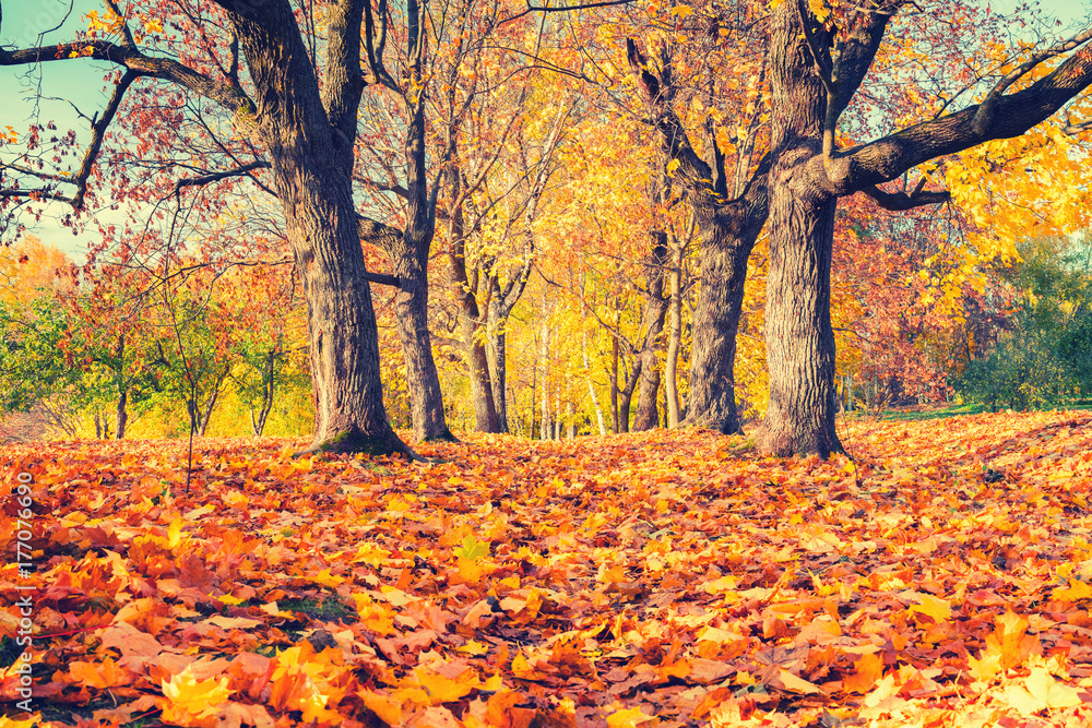 Naklejka premium Pathway in the sunny autumn park