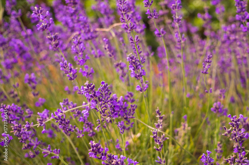 Flowering mountain lavender. Scenic summer meadow in Yosemite National Park