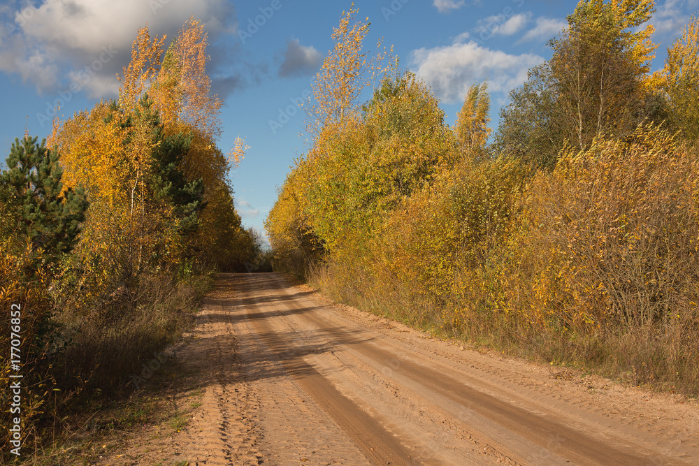 Fototapeta premium Country road in the wild is between trees with Golden leaves. 