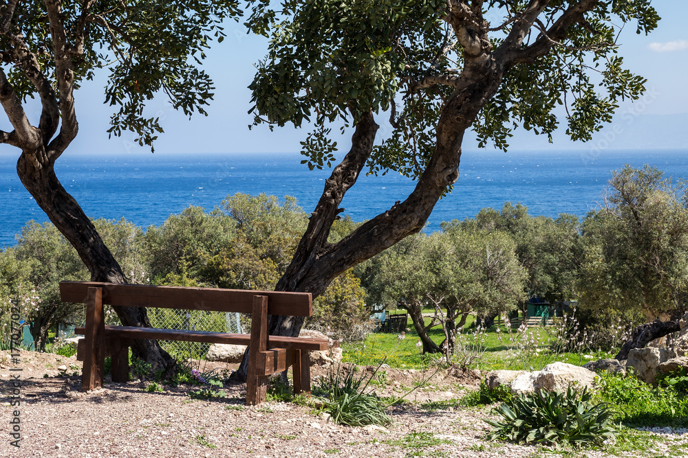 Landscape: Bench in the shade of an olive tree on the high seashore. Landscape: Bench in the shade of an olive tree on the high seashore.