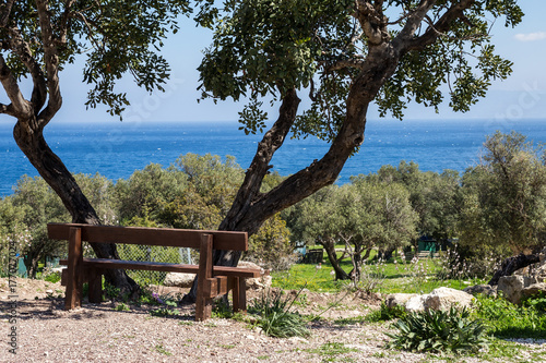 Landscape: Bench in the shade of an olive tree on the high seashore.