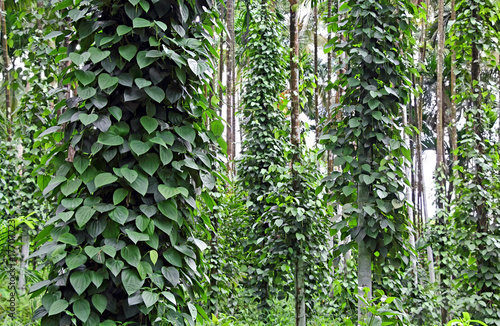 Black pepper, piper nigrum, plants growing in plantation in Goa, India. The vines take supported of large trees. Black pepper is the most traded spice. Vietnam is the largest producer