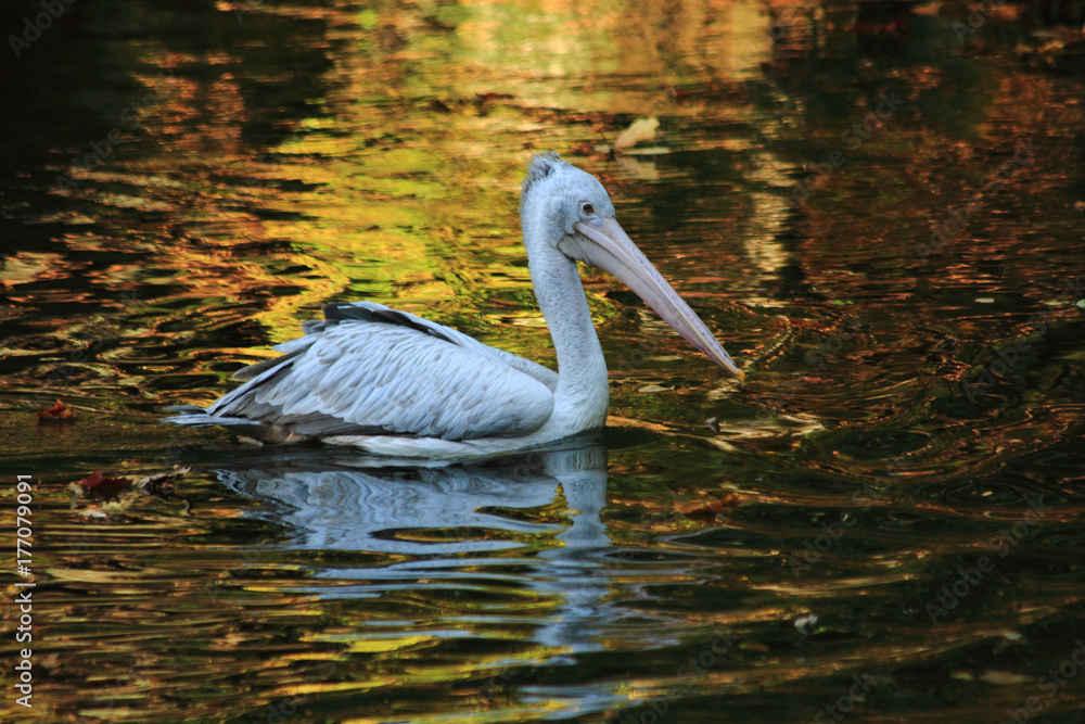pelican bird on the autumn lake pelican bird on the autumn lake