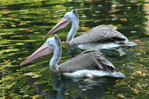 pelican birds on the autumn lake
