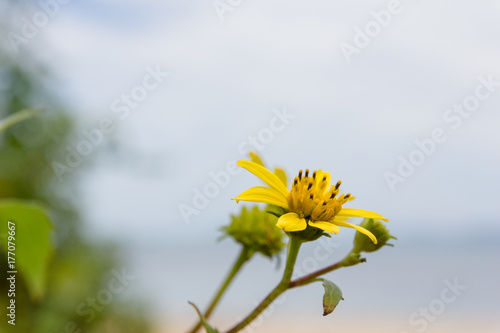 Yellow flowers on the beach