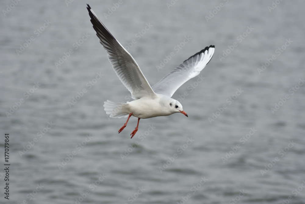 Gull Gull