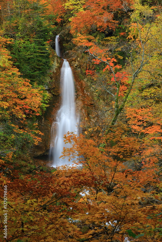 Fototapeta premium 紅葉の七滝