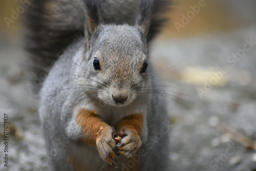 Squirrel © Black Andres