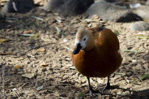 White-faced Whistling Duck walking along the edge of the pond