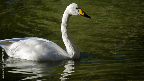 White swan on the green water pond