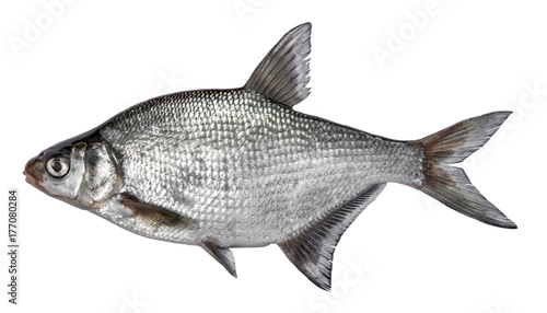 Fish isolated on white background. Common river bream. Side view