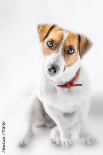 A close-up portrait of a charming cute small dog Jack Russell Terrier sitting and looking into camera with curiosity on white background