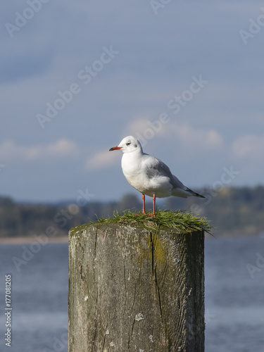 A seagull sitting on a wooden plank