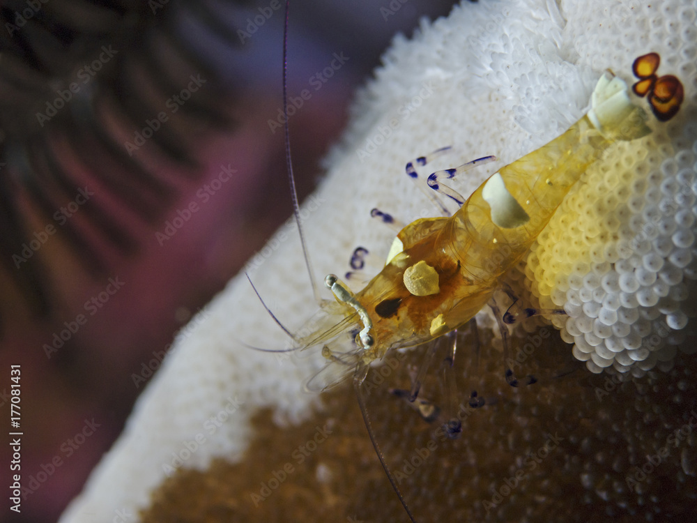 Naklejka premium Partner Shrimp, Partnergarnele (Periclimenes brevicarpalis)