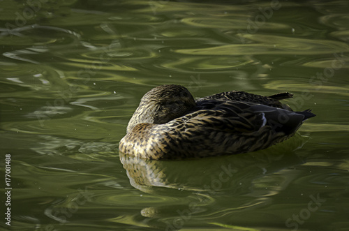 A female wild mallard duck on the green water pond