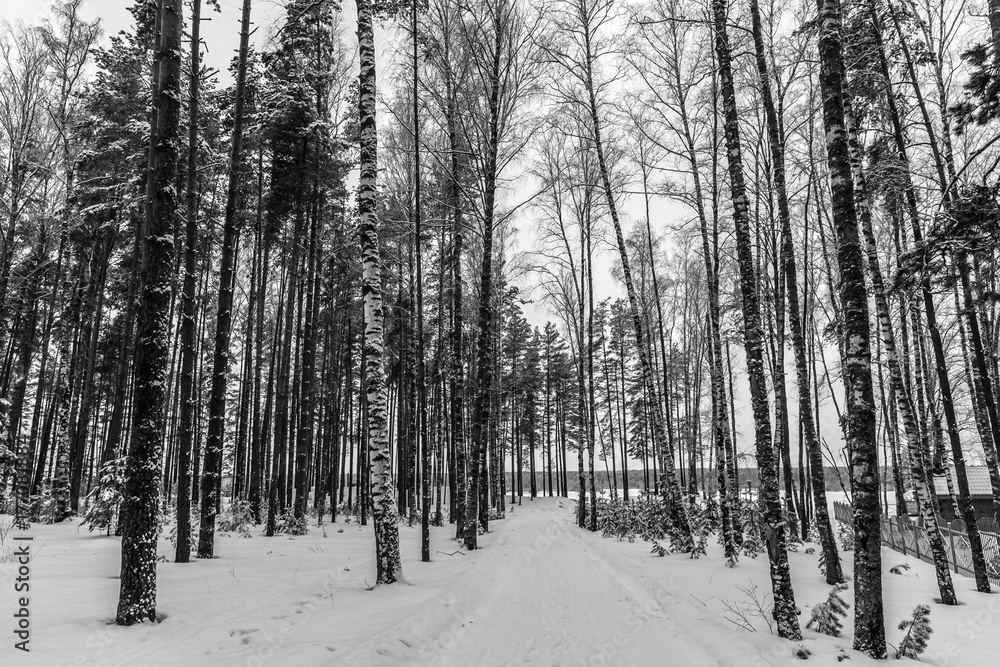Snow-covered road in the forest, black and white. Winter in Russia. Snow-covered road in the forest, black and white. Winter in Russia.
