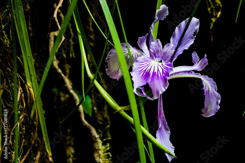 Beauty From Darkness