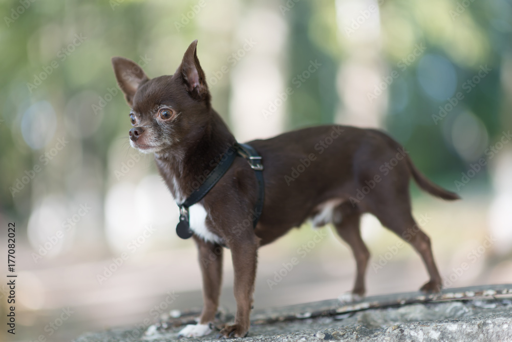 Brown chihuahua is standing outdoor