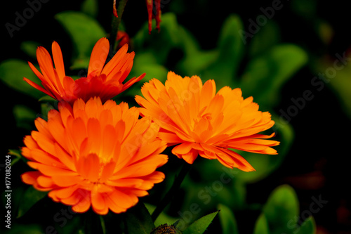 Orange Flowers