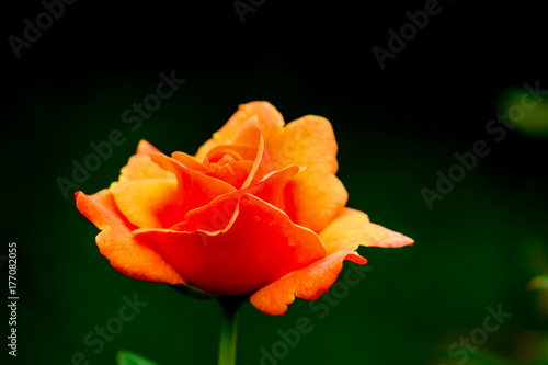 Orange Rose