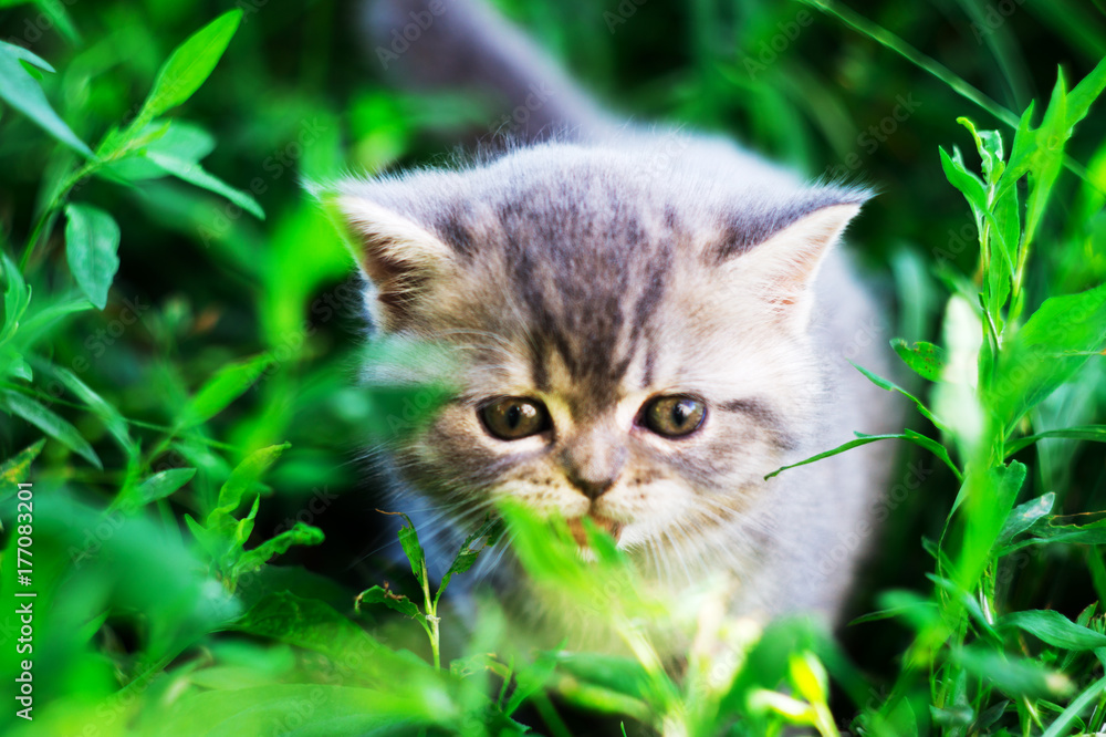A little British kitten sits in the green grass